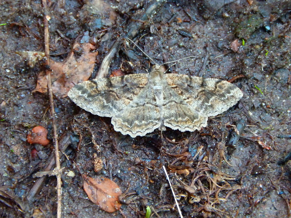 Mottled Beauty - Alcis repandata Terhills Nationaal Park, Connecterra. June 2014.  Alcis repandata,Belgium,Geotagged,Mottled Beauty,Spring