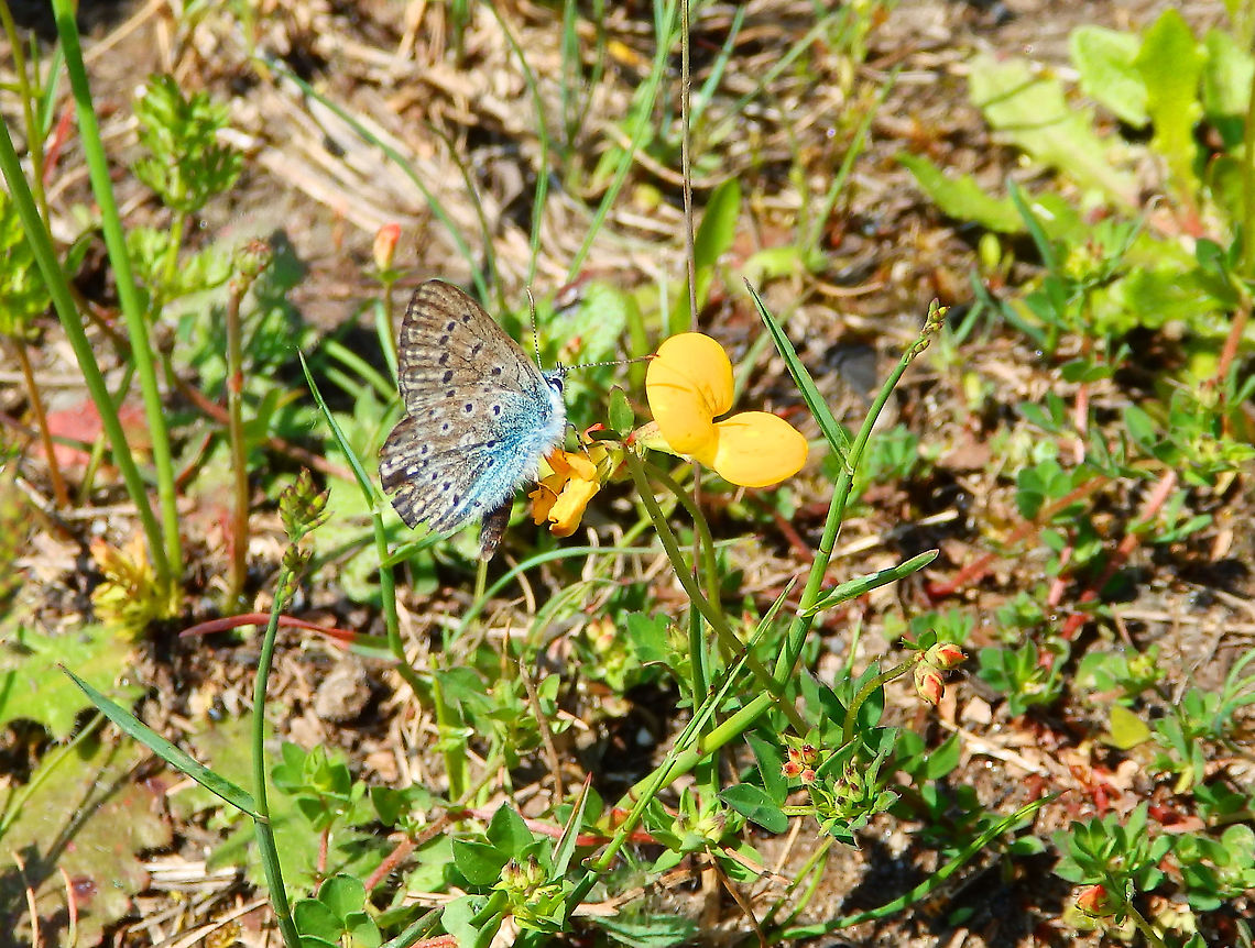 Mazarine blue - Polyommatus semiargus Terhills Nationaal Park, Connecterra. June 2014. <br />
<a href="http://www.phegea.org/Dagvlinders/BinkMONOLYC/Bink_Monograph_Psemiargus.htm" rel="nofollow">http://www.phegea.org/Dagvlinders/BinkMONOLYC/Bink_Monograph_Psemiargus.htm</a> Belgium,Geotagged,Mazarine blue,Polyommatus semiargus,Spring