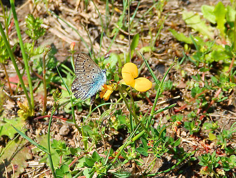 Mazarine blue - Polyommatus semiargus Terhills Nationaal Park, Connecterra. June 2014. 
http://www.phegea.org/Dagvlinders/BinkMONOLYC/Bink_Monograph_Psemiargus.htm Belgium,Geotagged,Mazarine blue,Polyommatus semiargus,Spring