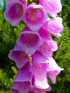 Purple foxglove - Digitalis purpurea Terhills Nationaal Park, Connecterra. June 2014.  Belgium,Digitalis purpurea,Geotagged,Purple foxglove,Spring