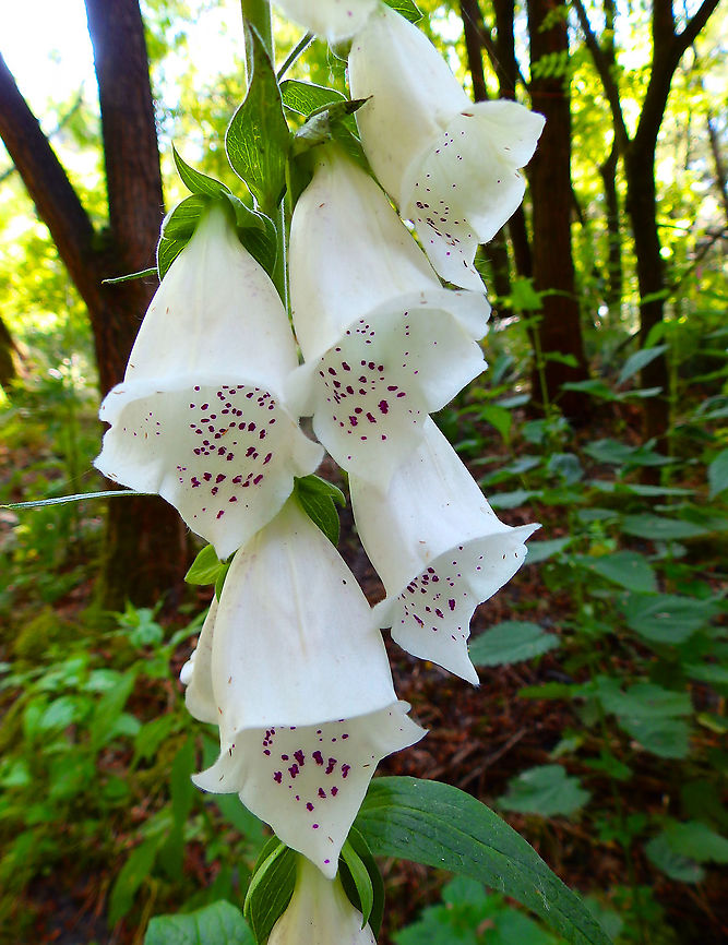 Purple foxglove - Digitalis purpurea Terhills Nationaal Park, Connecterra. June 2014.  Belgium,Digitalis purpurea,Geotagged,Purple foxglove,Spring