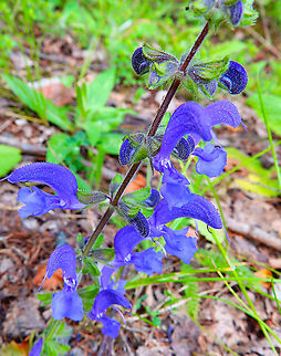 Salvia pratensis Terhills Nationaal Park, Connecterra. June 2014.  Belgium,Geotagged,Salvia pratensis,Spring