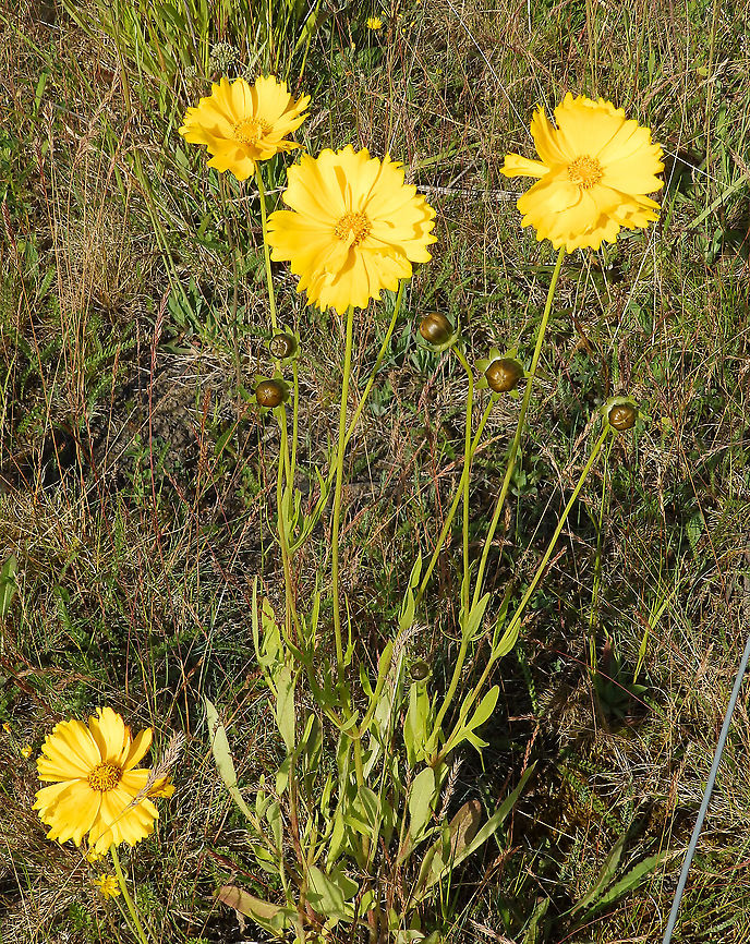 Lance-leaved coreopsis -Coreopsis lanceolata Terhills Nationaal Park, Connecterra. June 2014. <br />
Not a European native plant, most likely planted as it was found in a patch of flowers next to an artificial wooden path Belgium,Coreopsis lanceolata,Geotagged,Lance-leaved coreopsis,Spring