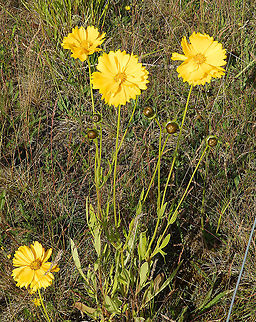 Lance-leaved coreopsis -Coreopsis lanceolata Terhills Nationaal Park, Connecterra. June 2014. 
Not a European native plant, most likely planted as it was found in a patch of flowers next to an artificial wooden path Belgium,Coreopsis lanceolata,Geotagged,Lance-leaved coreopsis,Spring