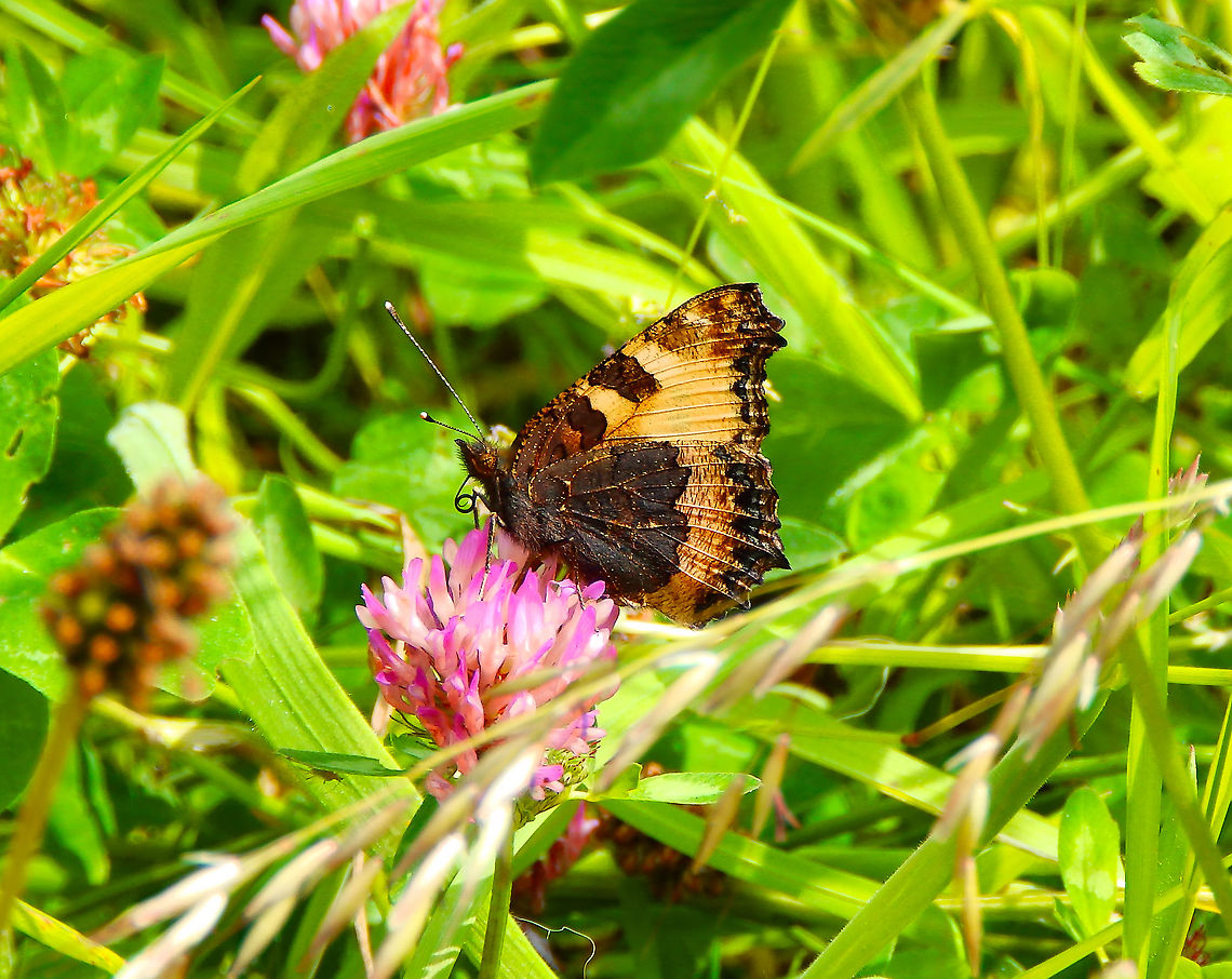 Small Tortoiseshell - Aglais urticae Doode Bemde,June2014. Aglais urticae,Belgium,Geotagged,Small Tortoiseshell,Spring