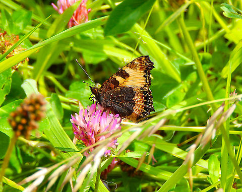 Small Tortoiseshell - Aglais urticae Doode Bemde,June2014. Aglais urticae,Belgium,Geotagged,Small Tortoiseshell,Spring