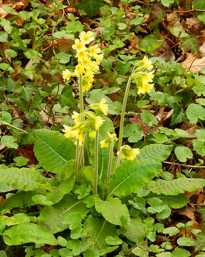 Oxlip - Primula elatior Zoete Waters, March 2014. Belgium,Geotagged,Oxlip,Primula elatior,Spring