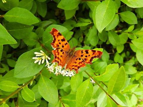 Comma - Polygonia c-album Silsombos, June 2014. Belgium,Comma,Geotagged,Polygonia c-album,Spring