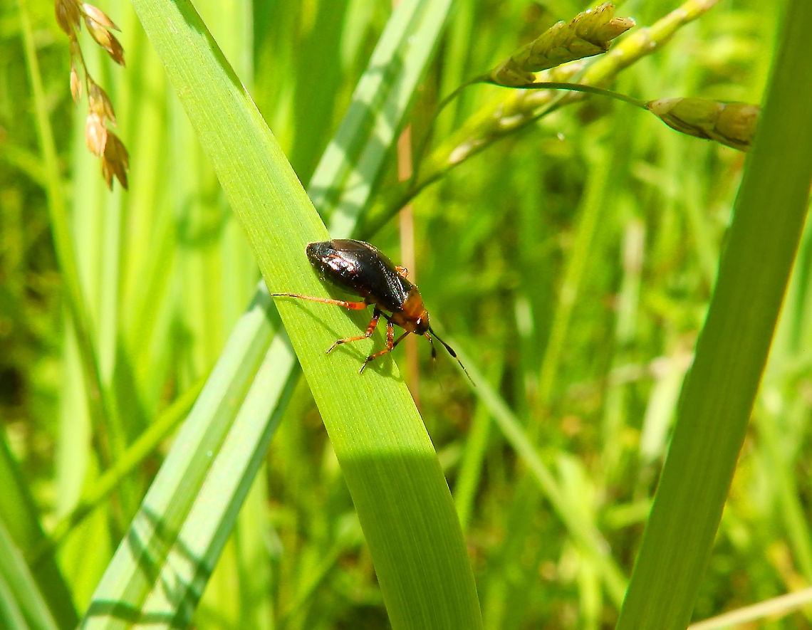 Capsus ater Silsombos, June 2014.<br />
<a href="https://waarnemingen.be/species/25032/" rel="nofollow">https://waarnemingen.be/species/25032/</a> Belgium,Capsus ater,Geotagged,Spring