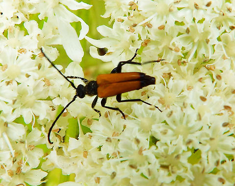 Tawny longhorn beetle - Paracorymbia fulva Silsombos, June 2014.      
https://waarnemingen.be/species/20235/statistics/?location=23390 Belgium,Geotagged,Paracorymbia fulva,Spring,Tawny longhorn beetle