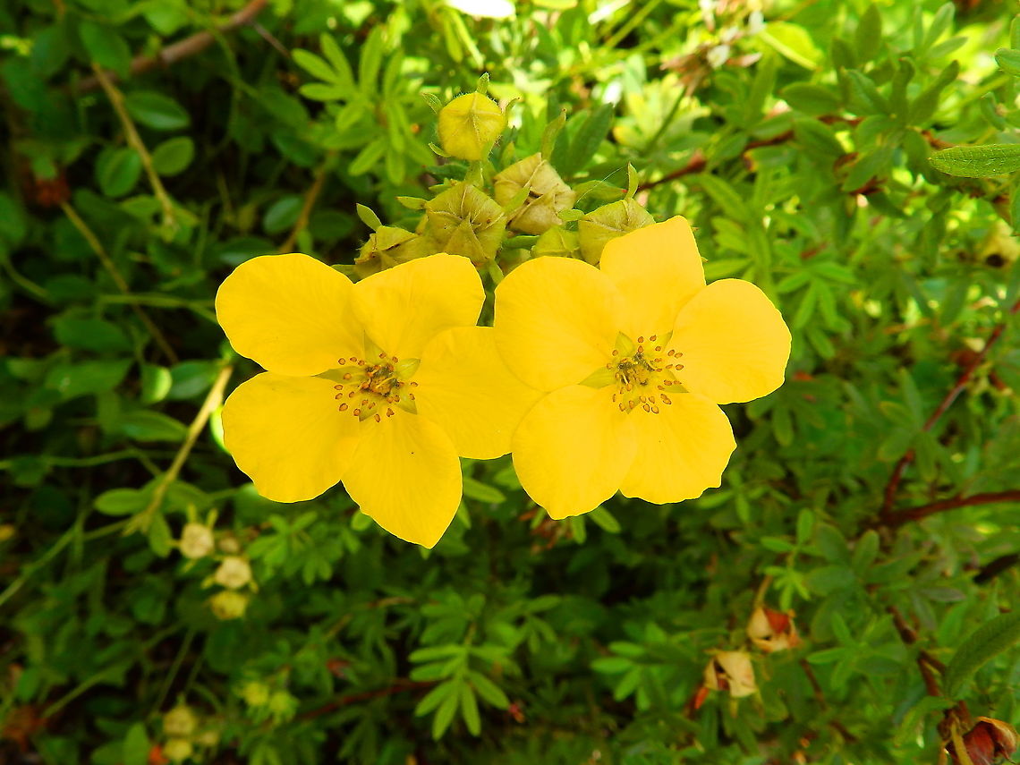 Shrubby Cinquefoil - Dasiphora fruticosa Plombieres, July 2014.<br />
<a href="https://waarnemingen.be/species/20471/photos/" rel="nofollow">https://waarnemingen.be/species/20471/photos/</a>? Belgium,Dasiphora fruticosa,Geotagged,Shrubby Cinquefoil,Summer