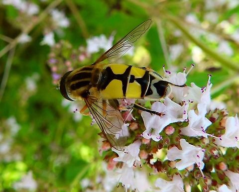 Trivittate Marsh Fly - Helophilus trivittatus Plombieres, July 2014. Belgium,Geotagged,Helophilus trivittatus,Summer,Trivittate Marsh Fly
