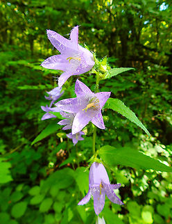 Nettle-leaved Bellflower - Campanula trachelium Plombieres, July 2014.  Belgium,Campanula trachelium,Geotagged,Nettle-leaved Bellflower,Summer