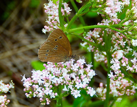 Ringlet - Aphantopus hyperantus Plombieres, July 2014.  Aphantopus hyperantus,Belgium,Geotagged,Ringlet,Summer