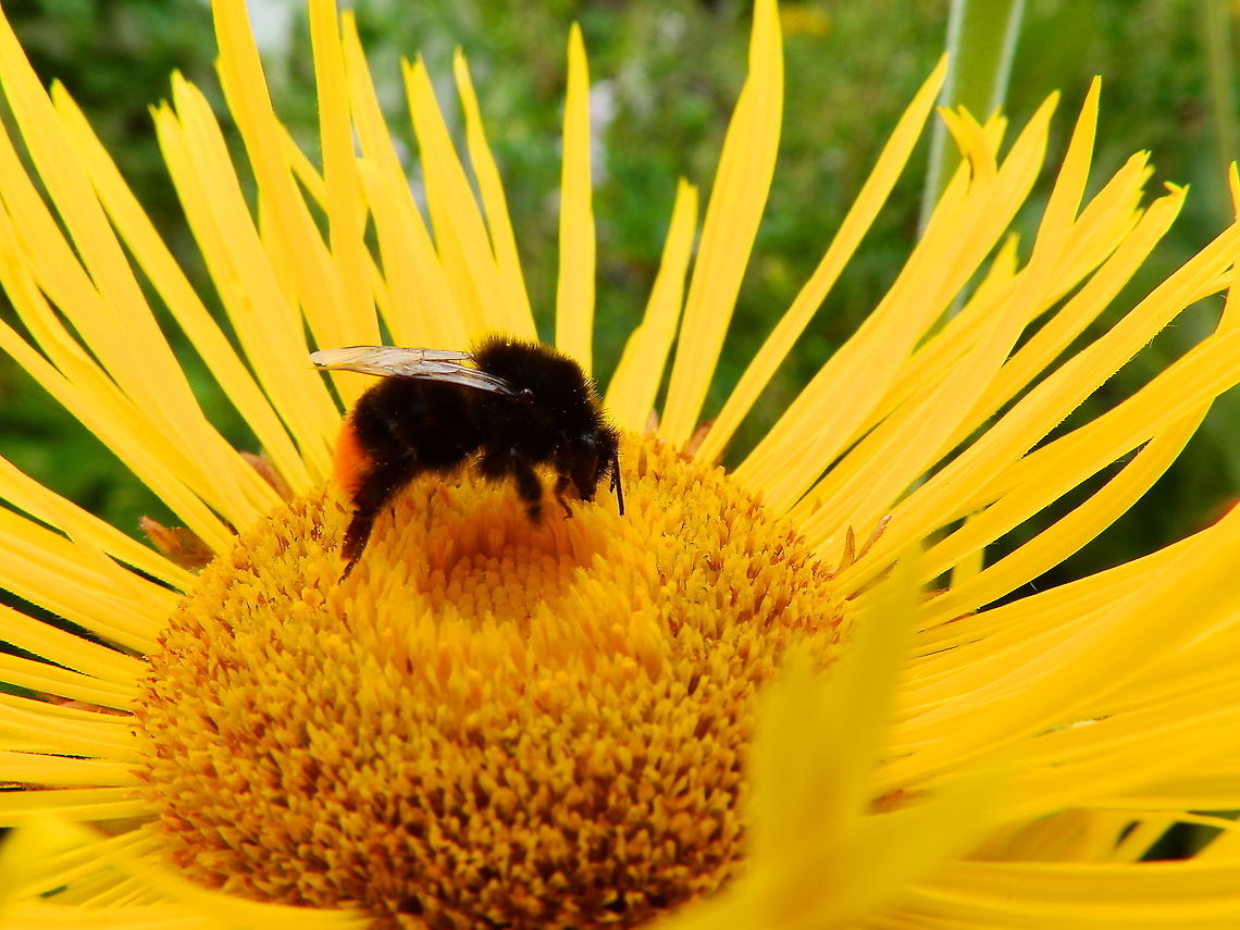 Red-tailed bumblebee - Bombus lapidarius Gardens former gothic abbey Villers La Ville, July 2014. <br />
 Belgium,Bombus lapidarius,Geotagged,Red-tailed bumblebee,Summer