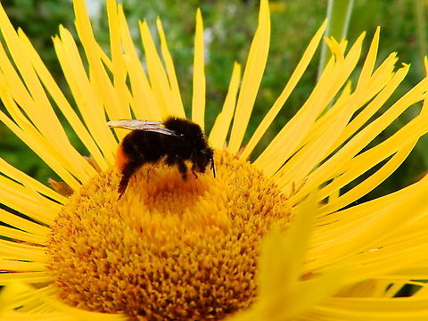Red-tailed bumblebee - Bombus lapidarius Gardens former gothic abbey Villers La Ville, July 2014. 
 Belgium,Bombus lapidarius,Geotagged,Red-tailed bumblebee,Summer