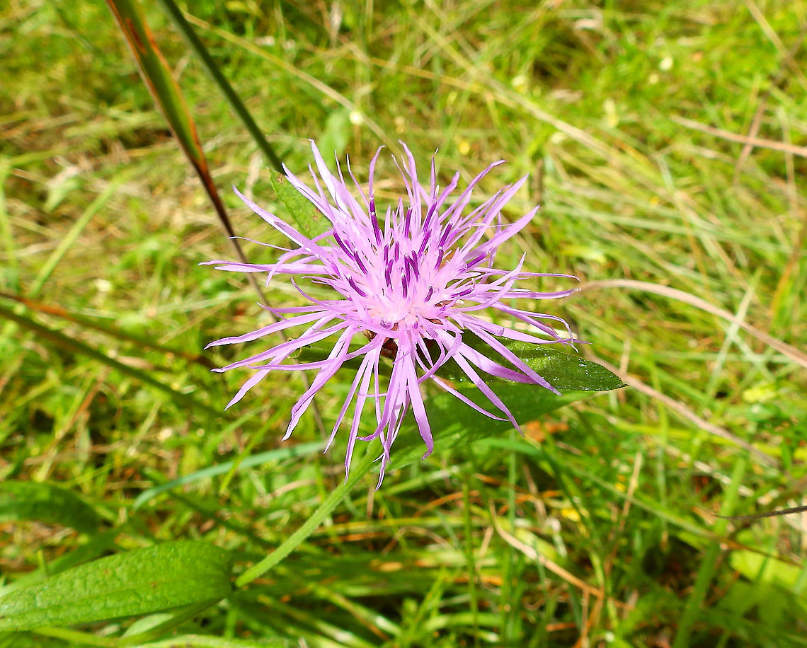 Centaurea jacea Plombieres, July 2014.  Belgium,Centaurea jacea,Geotagged,Summer