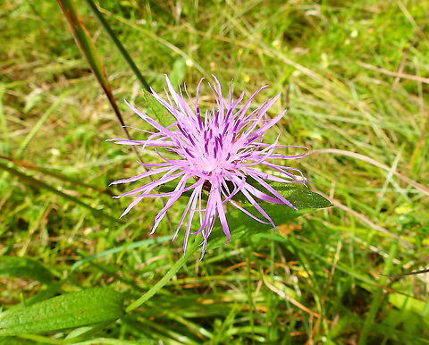 Centaurea jacea Plombieres, July 2014.  Belgium,Centaurea jacea,Geotagged,Summer