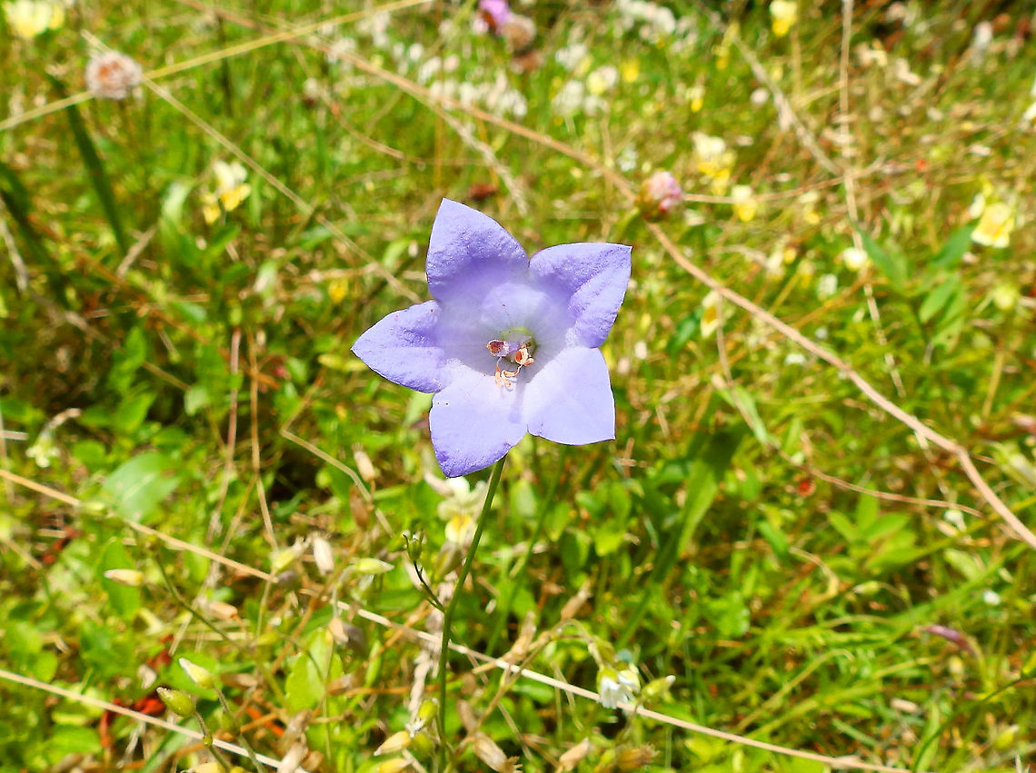 Harebell - Campanula rotundifolia Plombieres, July 2014.  Belgium,Campanula rotundifolia,Geotagged,Harebell,Summer