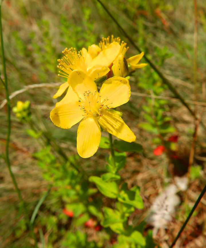 Common St John's wort - Hypericum perforatum Plombieres, July 2014.  Belgium,Common St John's wort,Geotagged,Hypericum perforatum,Summer