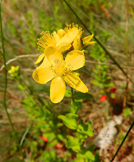 Common St John's wort - Hypericum perforatum Plombieres, July 2014.  Belgium,Common St John's wort,Geotagged,Hypericum perforatum,Summer