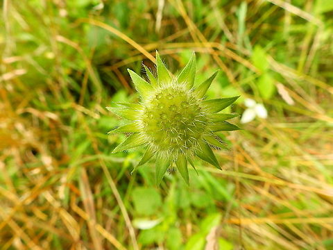 Field Scabious - Knautia arvensis (fruit) Plombieres, July 2014.  Belgium,Field Scabious,Geotagged,Knautia arvensis,Summer