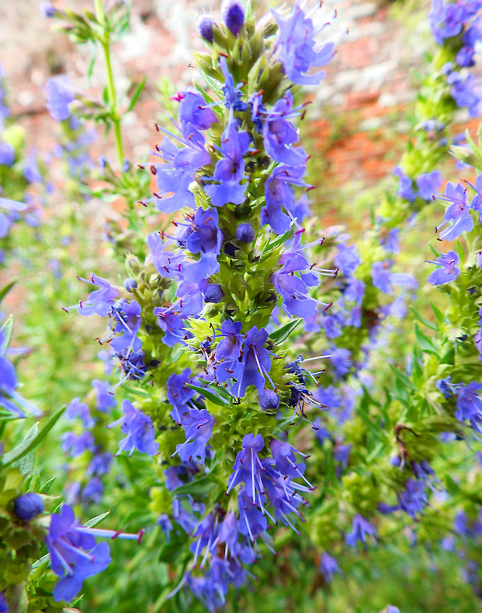 Hyssop - Hyssopus officinalis Gardens former gothic abbey Villers La Ville, July 2014. <br />
Hyssop is used for respiratory and digestive problems. Belgium,Geotagged,Hyssop,Hyssopus  officinalis,Summer