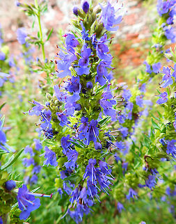 Hyssop - Hyssopus officinalis Gardens former gothic abbey Villers La Ville, July 2014. 
Hyssop is used for respiratory and digestive problems. Belgium,Geotagged,Hyssop,Hyssopus  officinalis,Summer