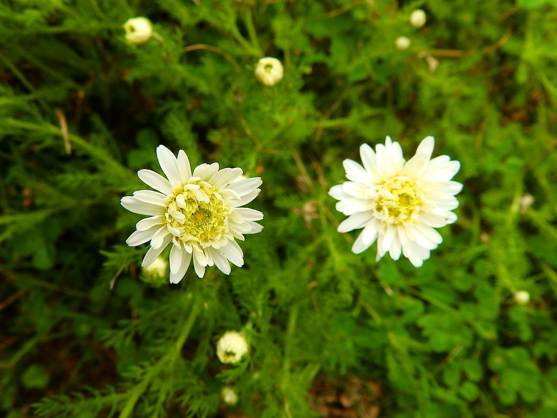 Chamomile - Chamaemelum nobile Ligulosum Gardens former gothic abbey Villers La Ville, July 2014. <br />
https://www.willaert.be/nl/plant/Chamaemelum+nob.+&#039;Ligulosum&#039;/CHNLIGUL Belgium,Chamaemelum nobile,Chamomile,Geotagged,Summer