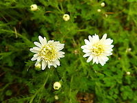 Chamomile - Chamaemelum nobile Ligulosum Gardens former gothic abbey Villers La Ville, July 2014. <br />
https://www.willaert.be/nl/plant/Chamaemelum+nob.+'Ligulosum'/CHNLIGUL Belgium,Chamaemelum nobile,Chamomile,Geotagged,Summer