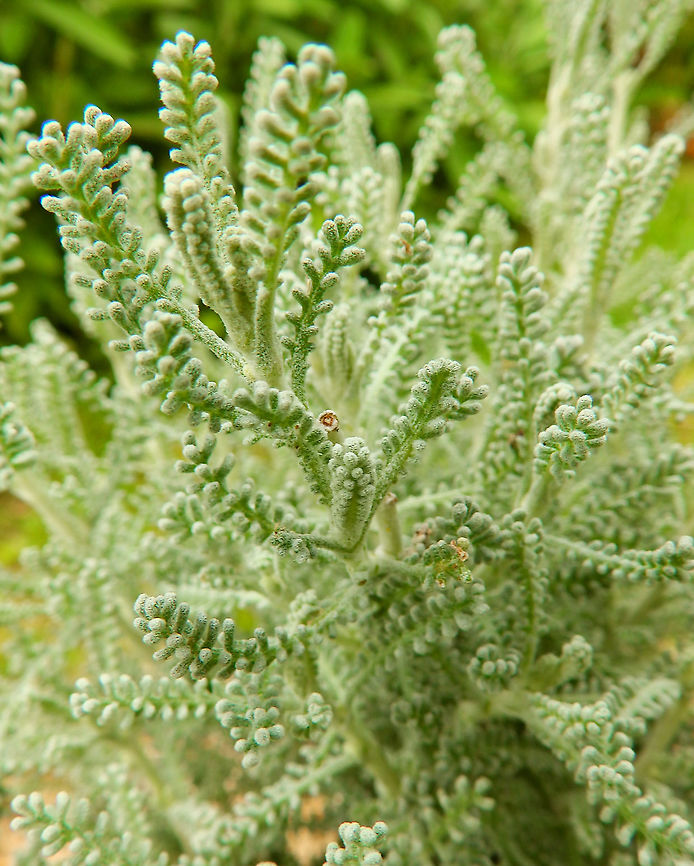 Cotton Lavender - Santolina chamaecyparissus Leaves and flowers can be used as antispasmodic, disinfectant, emmenagogue, stimulant and vermifuge. It can also be used as food dye and as moth repellent.<br />
Gardens former gothic abbey Villers La Ville, July 2014. Belgium,Geotagged,Santolina chamaecyparissus,Santolina_chamaecyparissus,Summer