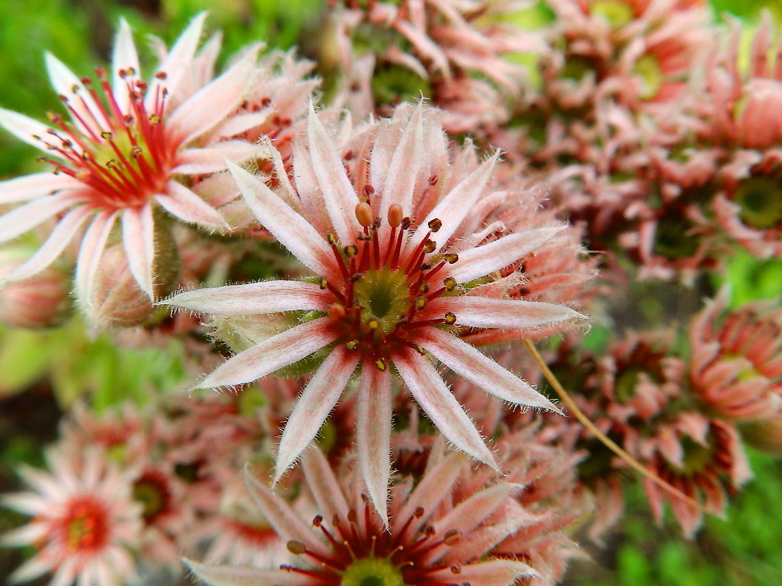 Common Houseleek - Sempervivum tectorum Gardens former gothic abbey Villers La Ville, July 2014. <br />
Traditionally used in treatment of ear infections, abcesses, sores and burns. Belgium,Common Houseleek,Geotagged,Sempervivum tectorum,Summer