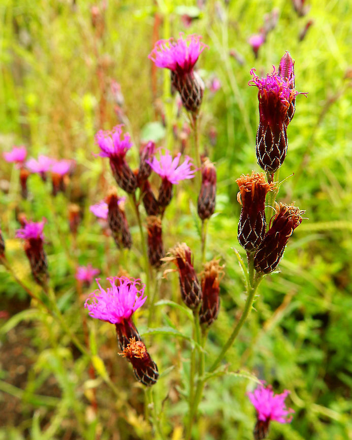 Saw-Wort - Serratula tinctoria Used in wound healing.<br />
Gardens former gothic abbey Villers La Ville, July 2014.  Belgium,Geotagged,Saw-Wort,Serratula tinctoria,Summer
