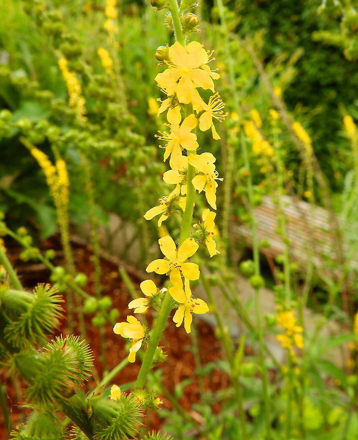 Common agrimony - Agrimonia eupatoria Used to treat sore throat and digestive problems.<br />
Gardens former gothic abbey Villers La Ville, July 2014.  Agrimonia eupatoria,Belgium,Common agrimony,Geotagged,Summer