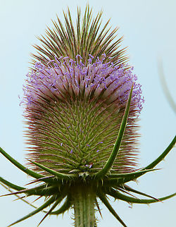 Fullers Teasel - Dipsacus fullonum Gardens former gothic abbey Villers La Ville, July 2014. 
Traddittionally used to treat skin conditions and the root as a diurethic. The plant is also a good food source for pollinator species. Belgium,Dipsacus fullonum,Fullers Teasel,Geotagged,Summer