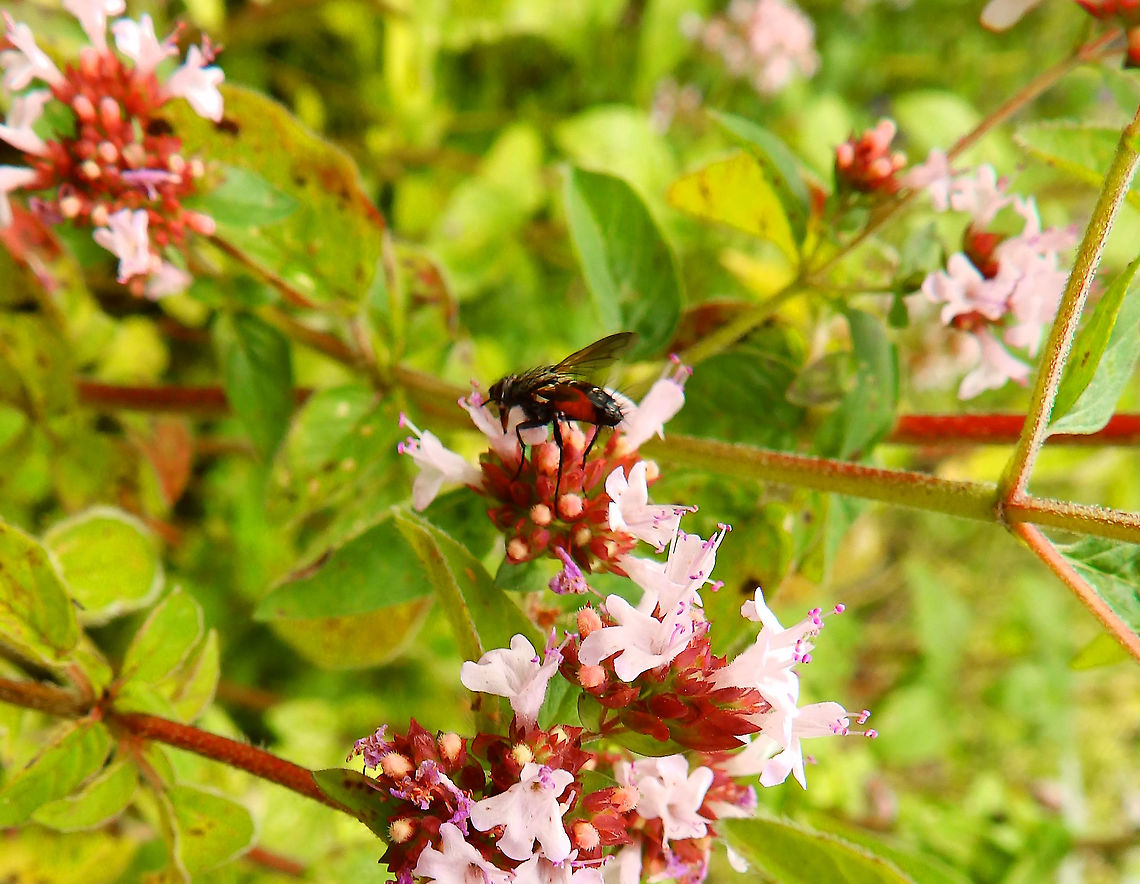 Eriothrix rufomaculata Gardens former gothic abbey Villers La Ville, July 2014.  Belgium,Eriothrix rufomaculata,Geotagged,Summer