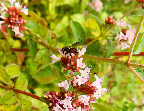 Eriothrix rufomaculata Gardens former gothic abbey Villers La Ville, July 2014.  Belgium,Eriothrix rufomaculata,Geotagged,Summer