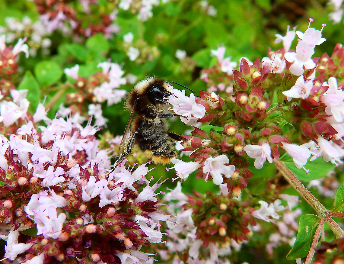 Hill Cuckoo Bee - Bombus rupestris Gardens former gothic abbey Villers La Ville, July 2014. <br />
<a href="http://sprimont2018.be/portfolio/wp-content/uploads/2019/05/les-bombus-belges.pdf" rel="nofollow">http://sprimont2018.be/portfolio/wp-content/uploads/2019/05/les-bombus-belges.pdf</a><br />
 Belgium,Bombus rupestris,Geotagged,Hill Cuckoo-Bee,Summer