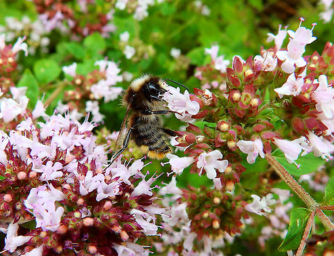 Hill Cuckoo Bee - Bombus rupestris Gardens former gothic abbey Villers La Ville, July 2014. 
http://sprimont2018.be/portfolio/wp-content/uploads/2019/05/les-bombus-belges.pdf
 Belgium,Bombus rupestris,Geotagged,Hill Cuckoo-Bee,Summer