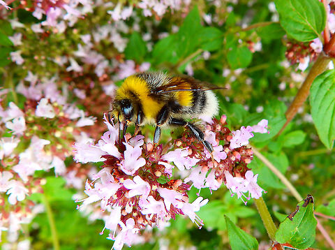 White-tailed bumblebee - Bombus lucorum Gardens former gothic abbey Villers La Ville, July 2014.  Belgium,Bombus lucorum,Geotagged,Summer,White-tailed bumblebee