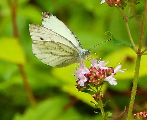 Green-veined White - Pieris napi Gardens former gothic abbey Villers La Ville, July 2014.       Belgium,Geotagged,Green-veined White,Pieris napi,Summer