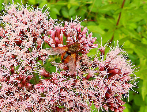 Tachina fera Gardens former gothic abbey Villers La Ville, July 2014.  Belgium,Geotagged,Summer,Tachina fera