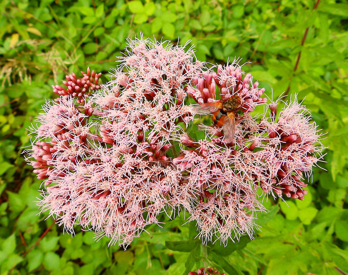 Hemp-agrimony - Eupatorium_cannabinum Used as stimulatory of the immune system.<br />
Gardens former gothic abbey Villers La Ville, July 2014.  Belgium,Eupatorium cannabinum,Geotagged,Summer