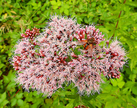 Hemp-agrimony - Eupatorium_cannabinum Used as stimulatory of the immune system.
Gardens former gothic abbey Villers La Ville, July 2014.  Belgium,Eupatorium cannabinum,Geotagged,Summer