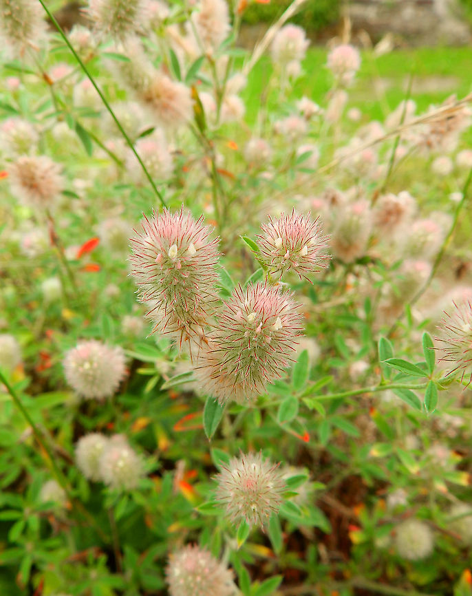 Rabbit-foot clover - Trifolium arvense Gardens former gothic abbey Villers La Ville, July 2014.  Belgium,Geotagged,Rabbit-foot clover,Summer,Trifolium arvense