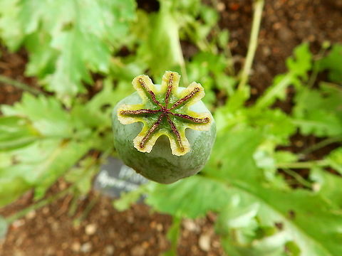 Papaver somniferum fruit Gardens former gothic abbey Villers La Ville, July 2014.  Belgium,Geotagged,Papaver somniferum,Papaver somniferus,Summer