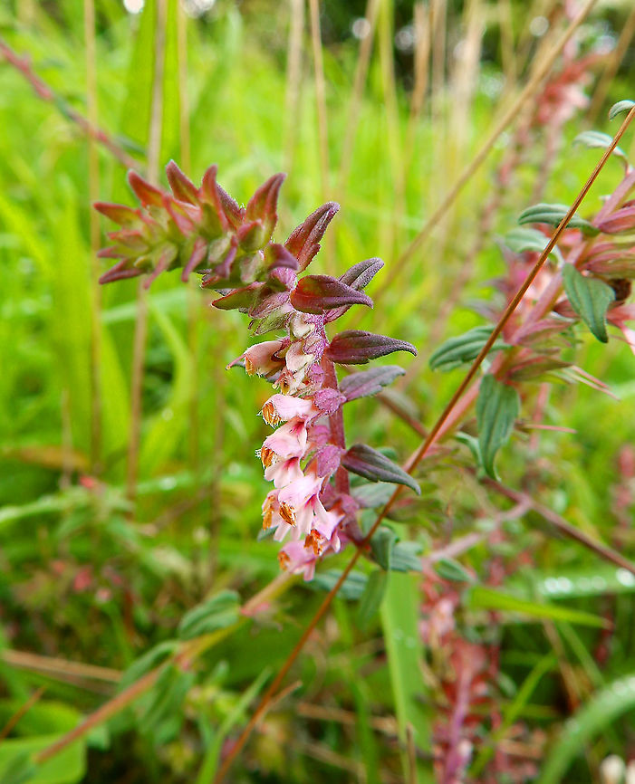 Red Bartsia - Odontites vernus Seen in St Pietersberg, Maastricht, Holland. Aug 2014.<br />
<a href="https://waarnemingen.be/species/20808/" rel="nofollow">https://waarnemingen.be/species/20808/</a> Geotagged,Netherlands,Odontites vernus,Red Bartsia,Summer