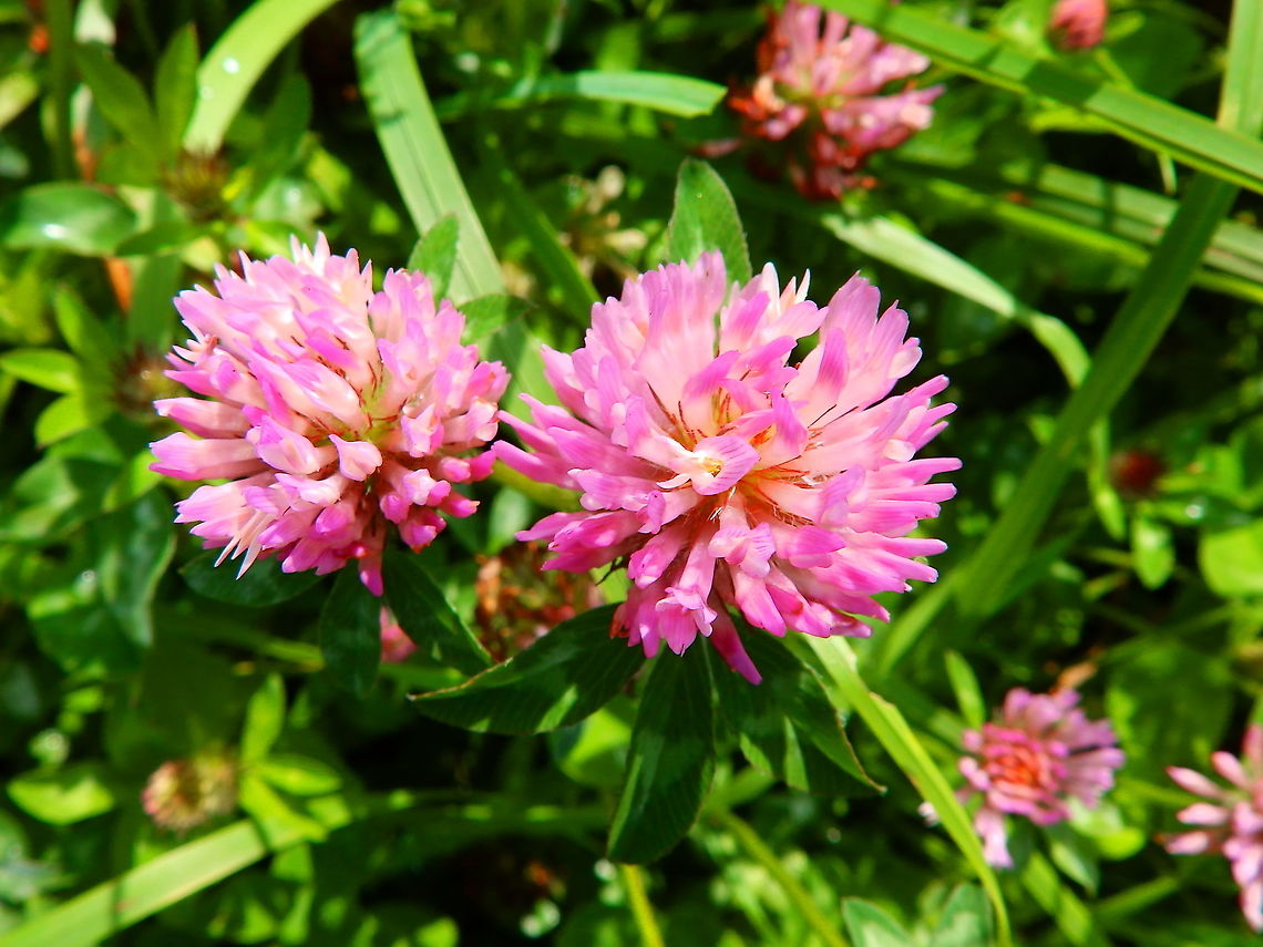 Red Clover - Trifolium pratense Seen in St Pietersberg, Maastricht, Holland. Aug 2014. Geotagged,Netherlands,Red clover,Summer,Trifolium pratense