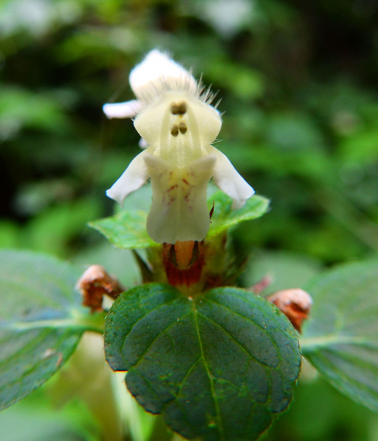 Common hemp-nettle - Galeopsis tetrahit Seen in St Pietersberg, Maastricht, Holland. Aug 2014.<br />
<a href="https://waarneming.nl/species/6809/photos/" rel="nofollow">https://waarneming.nl/species/6809/photos/</a>? Common hemp-nettle,Galeopsis tetrahit,Geotagged,Netherlands,Summer