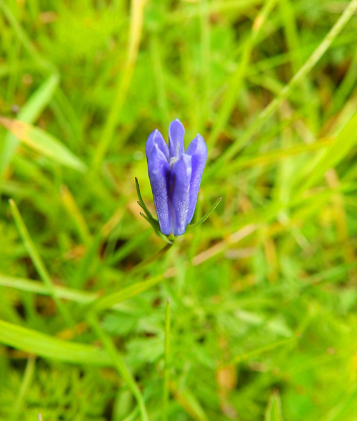 Marsh Gentian - Gentiana pneumonanthe Seen in St Pietersberg, Maastricht, Holland. Aug 2014.<br />
<a href="https://waarneming.nl/species/2538/photos/" rel="nofollow">https://waarneming.nl/species/2538/photos/</a>? Gentiana pneumonanthe,Geotagged,Marsh Gentian,Netherlands,Summer